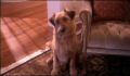 dr dolittle 3-avi_144.jpg